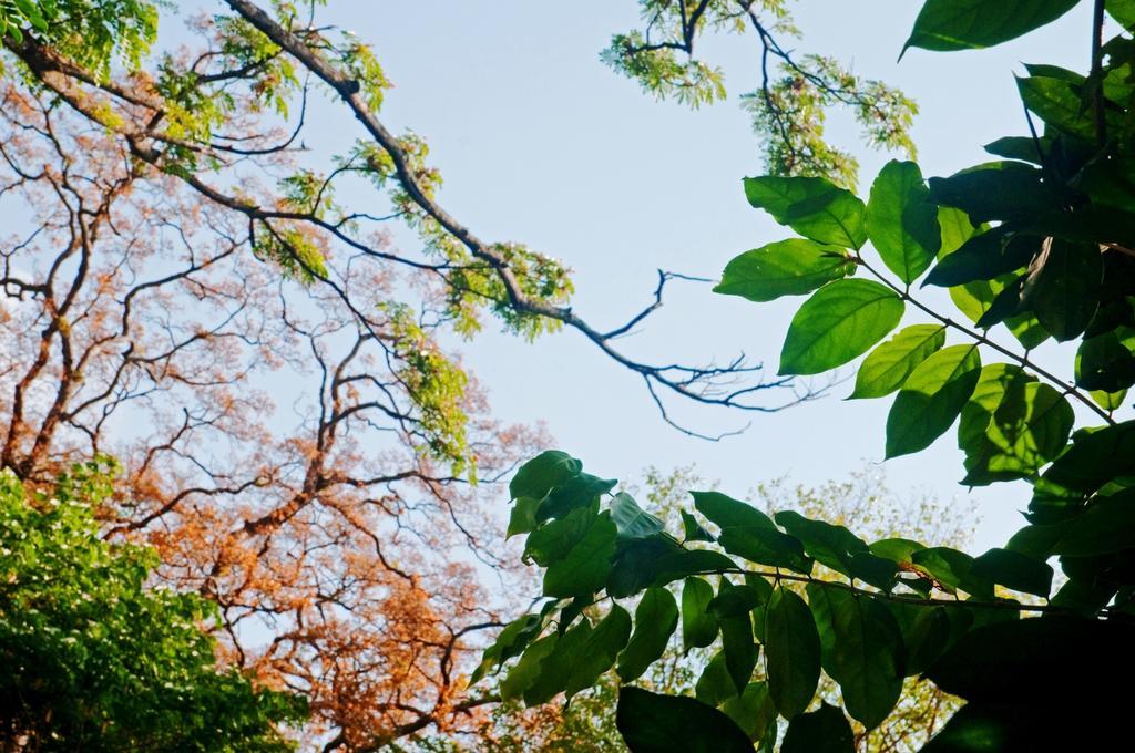 Вилла Raintree Дамбулла Экстерьер фото