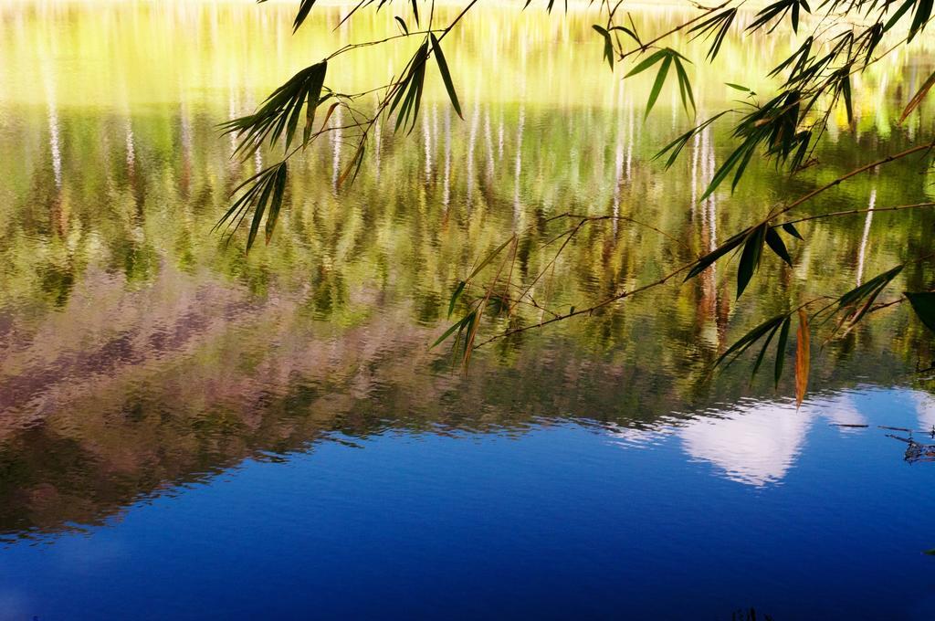 Вилла Raintree Дамбулла Экстерьер фото